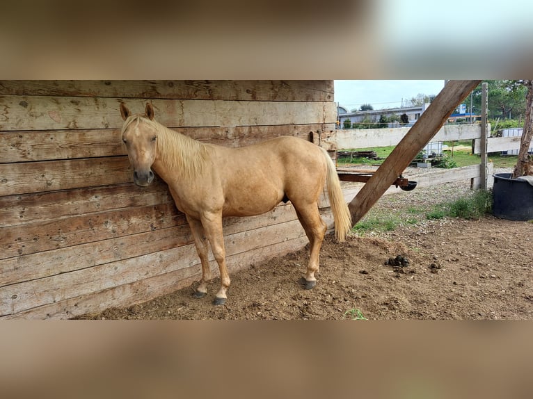 American Quarter Horse Hengst 1 Jaar Palomino in Cascina Elisa