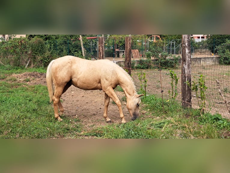 American Quarter Horse Hengst 1 Jaar Palomino in Cascina Elisa