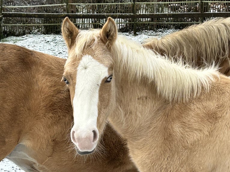 American Quarter Horse Hengst 1 Jaar Palomino in Deggenhausertal