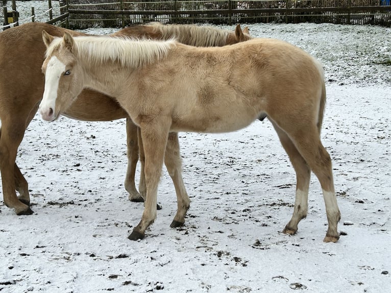 American Quarter Horse Hengst 1 Jaar Palomino in Deggenhausertal