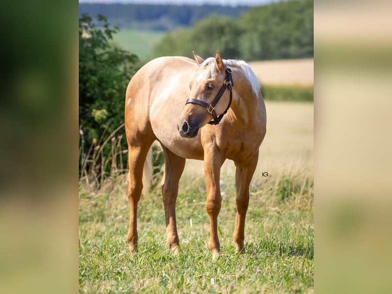 American Quarter Horse Hengst 1 Jaar Palomino in Kirchschlag