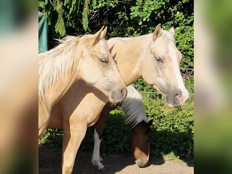 American Quarter Horse Hengst 1 Jaar Palomino in Waldbrunn