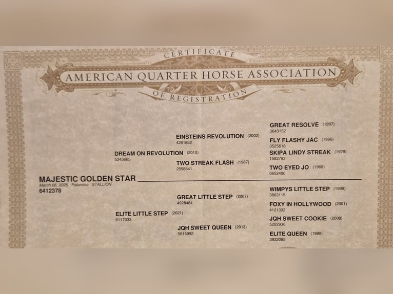 American Quarter Horse Hengst 1 Jaar Palomino in Waldbrunn