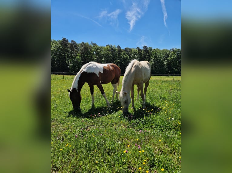 American Quarter Horse Hengst 1 Jaar Palomino in Waldbrunn