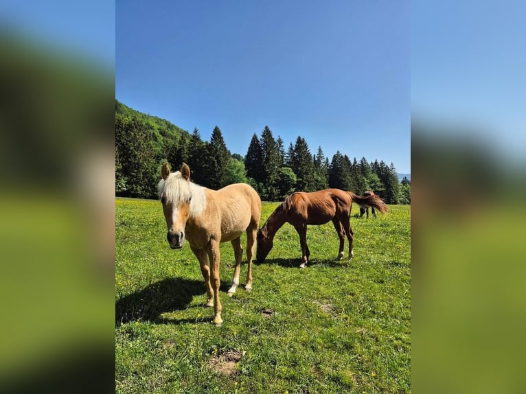 American Quarter Horse Hengst 1 Jaar Palomino in Steinen