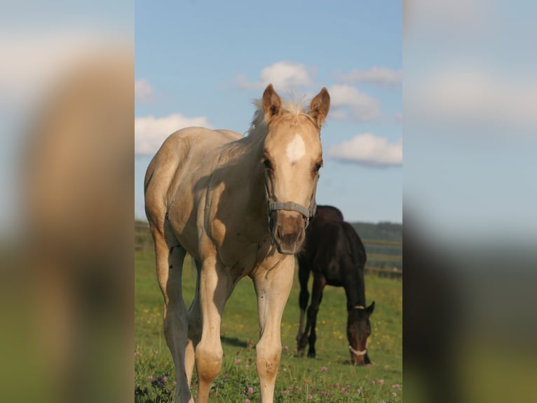 American Quarter Horse Hengst 1 Jaar Palomino in Köglitz