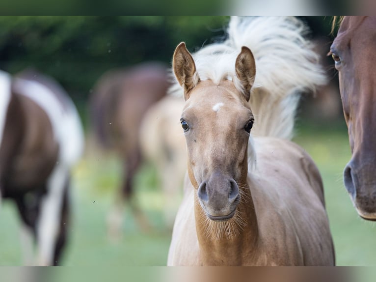 American Quarter Horse Hengst 1 Jaar Palomino in Dietenheim