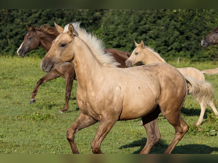 American Quarter Horse Hengst 1 Jaar Palomino in Dietenheim