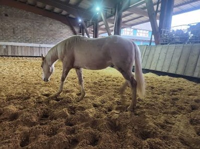 American Quarter Horse Hengst 1 Jaar Palomino in Cornberg