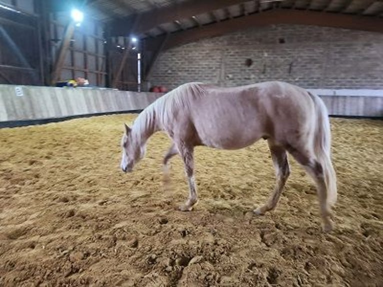 American Quarter Horse Hengst 1 Jaar Palomino in Cornberg