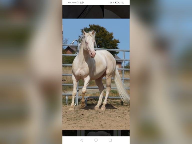 American Quarter Horse Hengst 1 Jaar Palomino in Cornberg