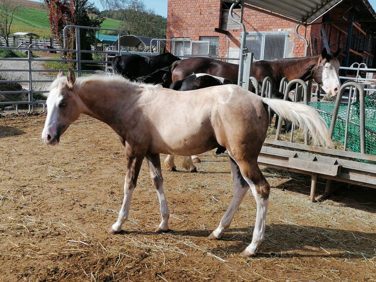 American Quarter Horse Hengst 1 Jaar Palomino in Cornberg