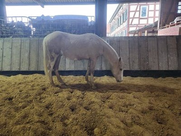 American Quarter Horse Hengst 1 Jaar Palomino in Cornberg