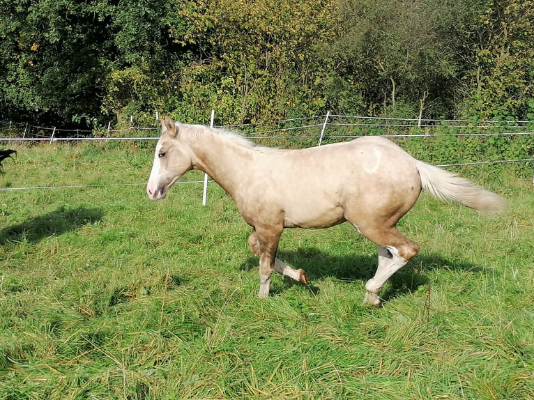 American Quarter Horse Hengst 1 Jaar Palomino in Cornberg