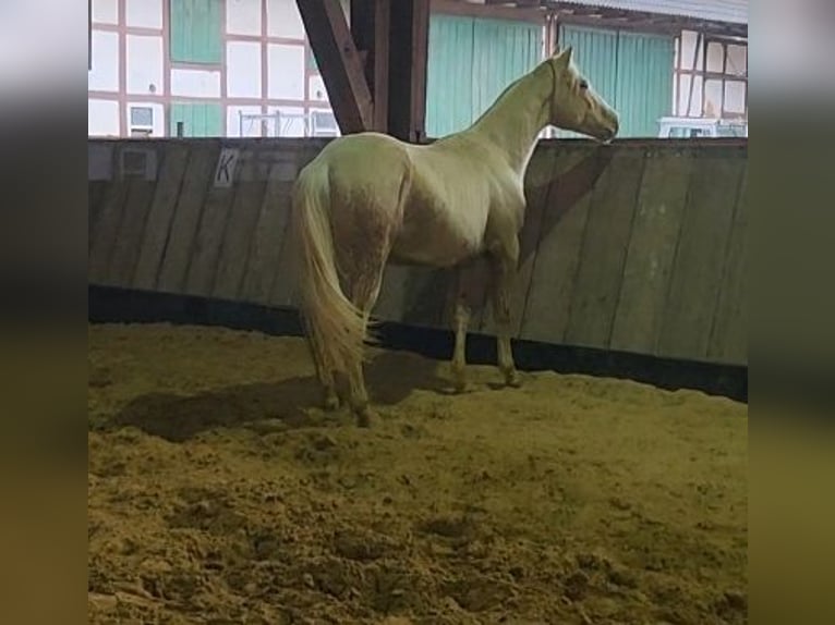 American Quarter Horse Hengst 1 Jaar Palomino in Cornberg