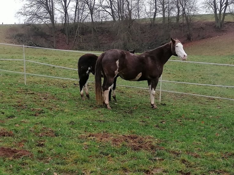 American Quarter Horse Hengst 1 Jaar Palomino in Cornberg