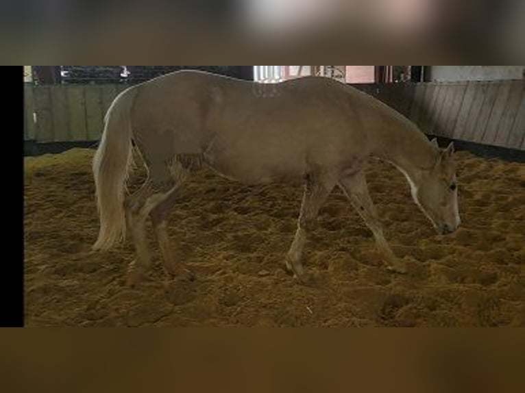 American Quarter Horse Hengst 1 Jaar Palomino in Cornberg