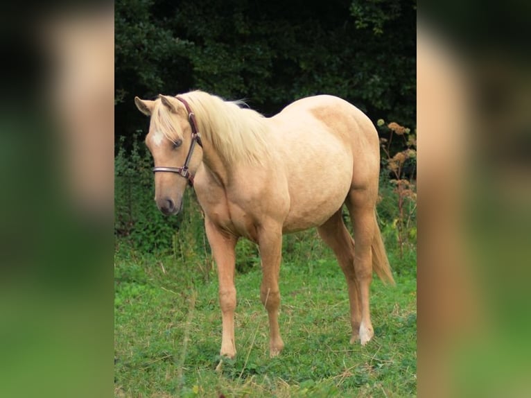 American Quarter Horse Hengst 1 Jaar Palomino in Laubach