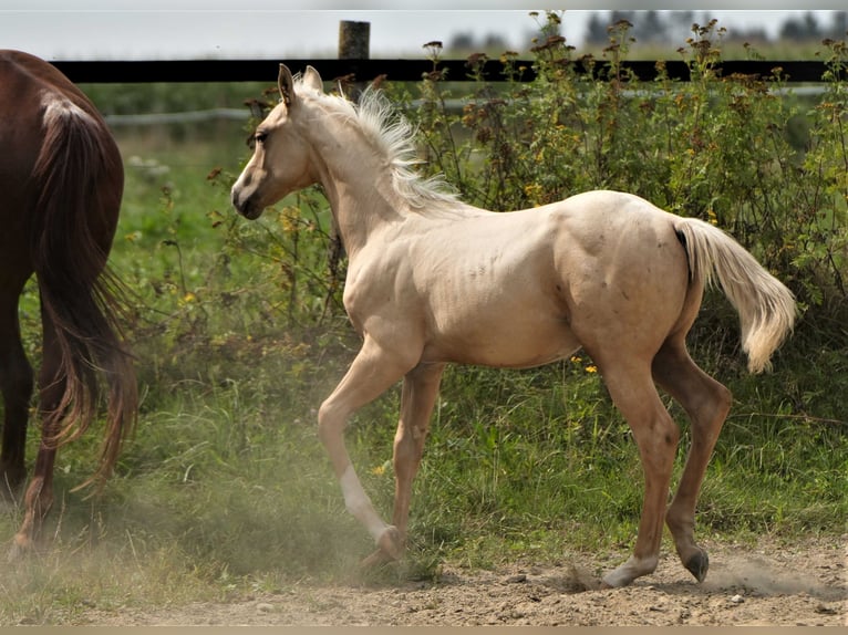 American Quarter Horse Hengst 1 Jaar Palomino in Biberach an der Riß