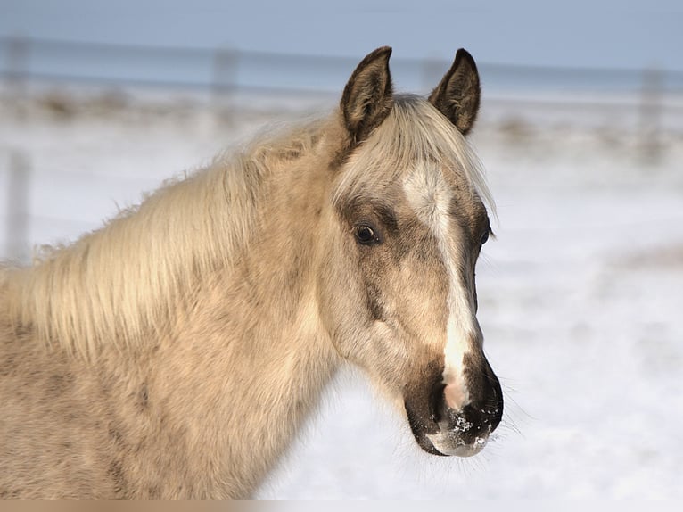 American Quarter Horse Hengst 1 Jaar Palomino in Biberach an der Riß