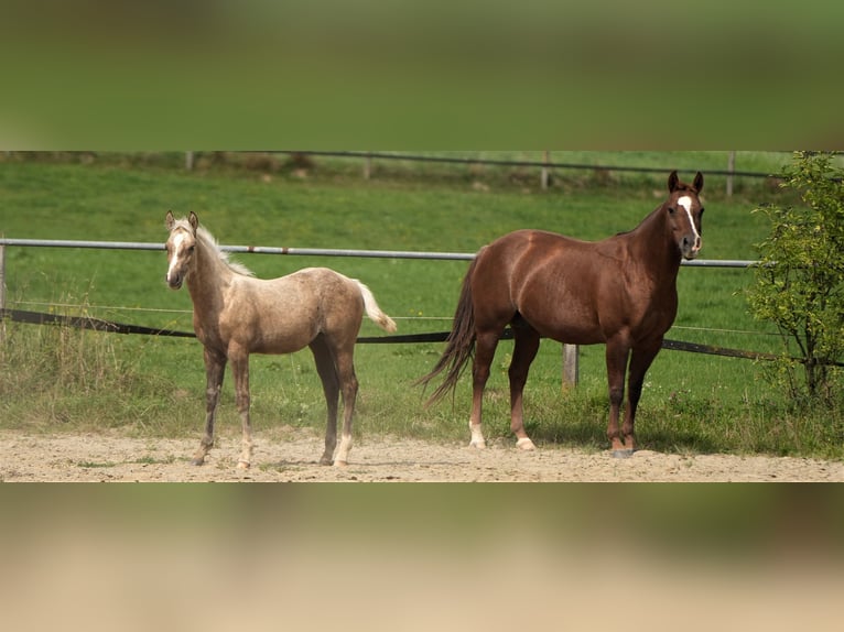 American Quarter Horse Hengst 1 Jaar Palomino in Biberach an der Riß