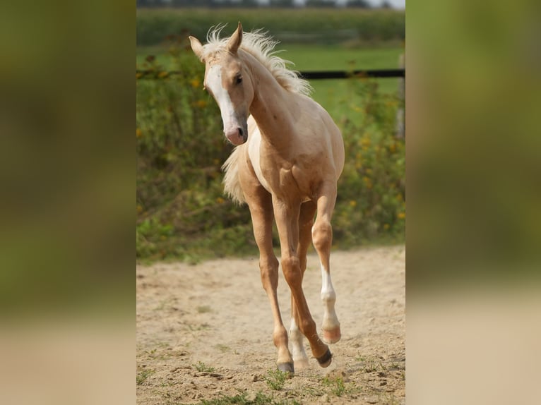 American Quarter Horse Hengst 1 Jaar Palomino in Biberach an der Riß