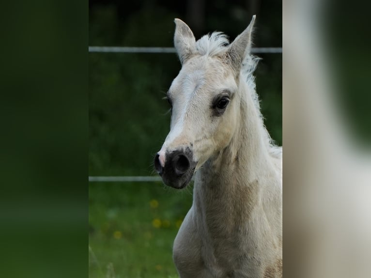 American Quarter Horse Hengst 1 Jaar Palomino in Biberach an der Riß