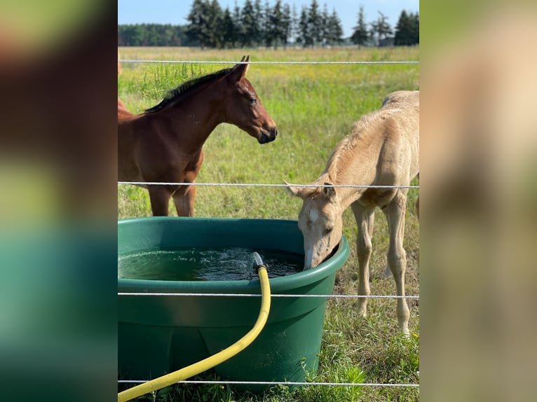 American Quarter Horse Hengst 1 Jaar Palomino in Spremberg