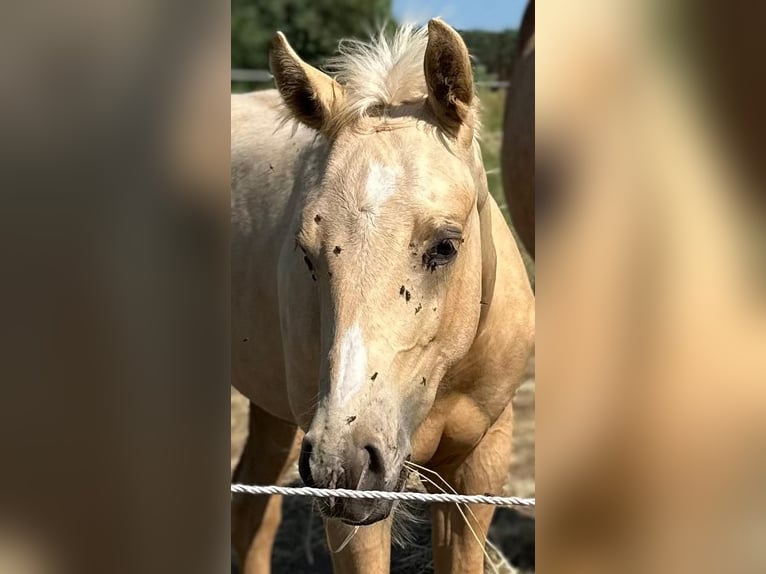 American Quarter Horse Hengst 1 Jaar Palomino in Spremberg