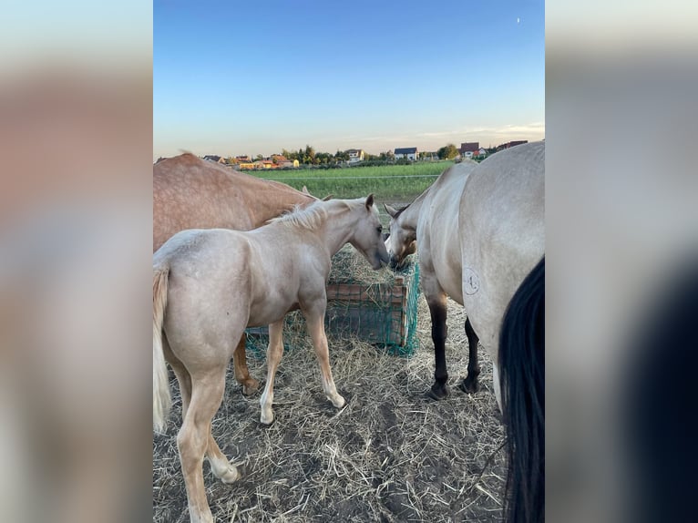 American Quarter Horse Hengst 1 Jaar Palomino in Spremberg