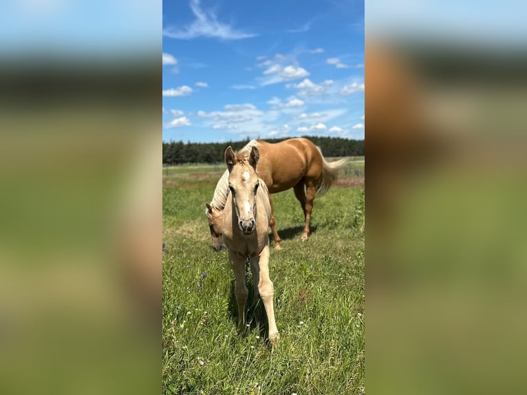 American Quarter Horse Hengst 1 Jaar Palomino in Spremberg