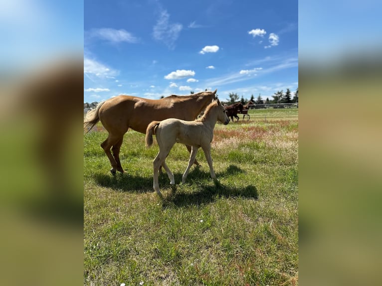 American Quarter Horse Hengst 1 Jaar Palomino in Spremberg