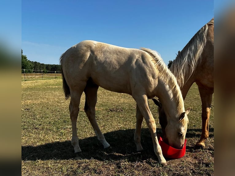 American Quarter Horse Hengst 1 Jaar Palomino in Spremberg