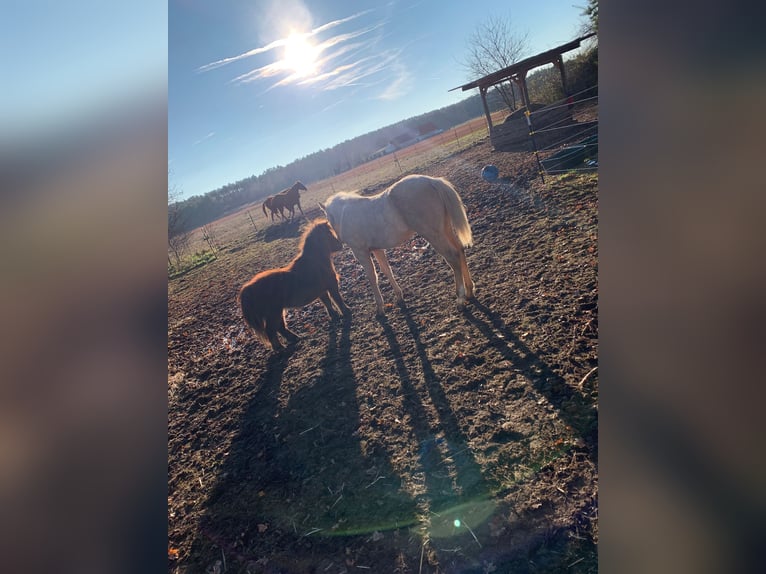 American Quarter Horse Hengst 1 Jaar Palomino in Spremberg