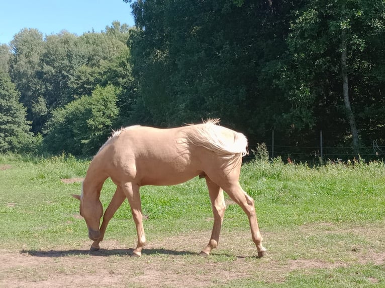 American Quarter Horse Hengst 1 Jaar Palomino in Stare Gonne