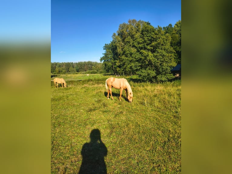 American Quarter Horse Hengst 1 Jaar Palomino in Stare Gonne