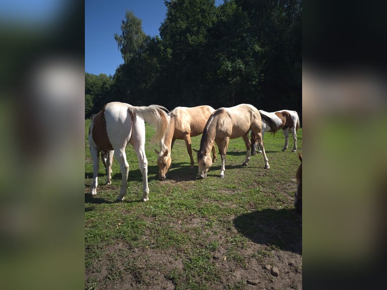 American Quarter Horse Hengst 1 Jaar Palomino in Stare Gonne