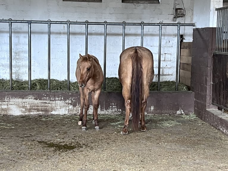 American Quarter Horse Hengst 1 Jaar Red Dun in Erbach
