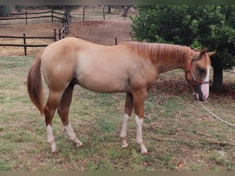 American Quarter Horse Hengst 1 Jaar Red Dun in Fonte