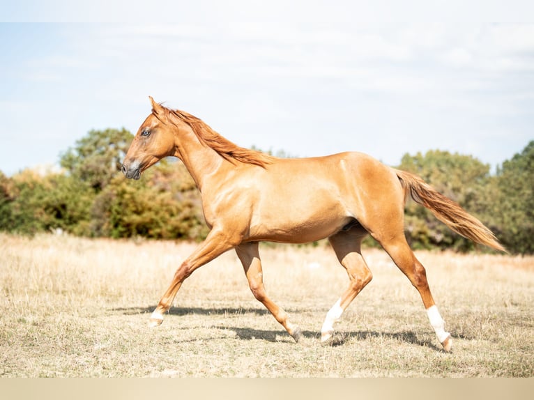 American Quarter Horse Hengst 1 Jaar Red Dun in Heiligenbrunn