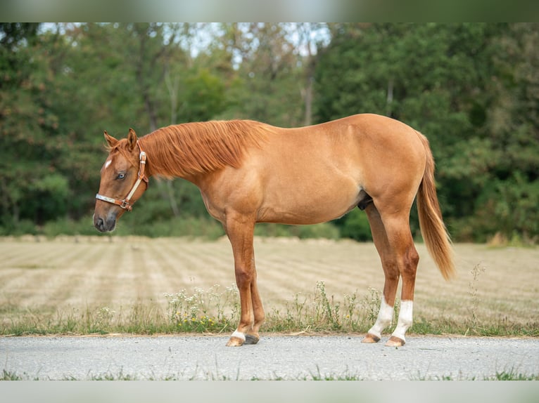 American Quarter Horse Hengst 1 Jaar Red Dun in Heiligenbrunn