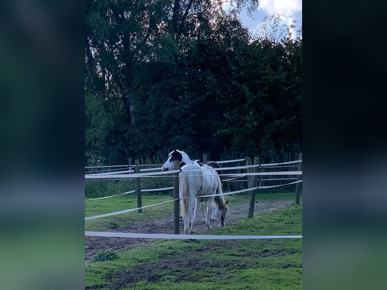 American Quarter Horse Hengst 1 Jaar Red Dun in Lengerich