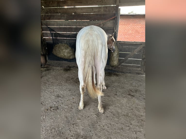 American Quarter Horse Hengst 1 Jaar Red Dun in Lengerich