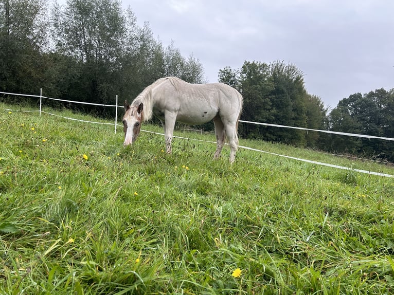 American Quarter Horse Hengst 1 Jaar Red Dun in Lengerich