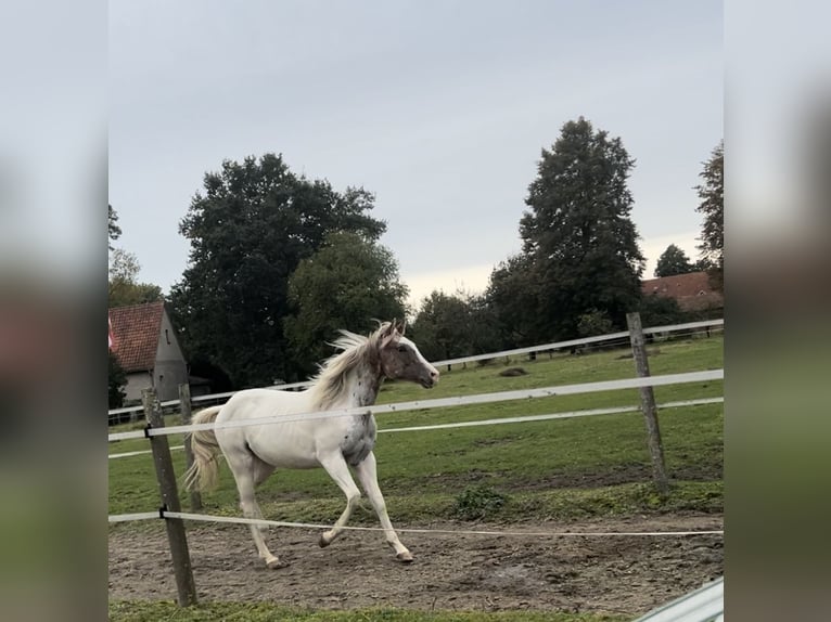 American Quarter Horse Hengst 1 Jaar Red Dun in Lengerich