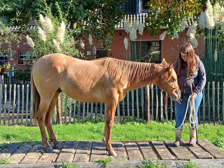 American Quarter Horse Hengst 1 Jaar Red Dun in Kleve