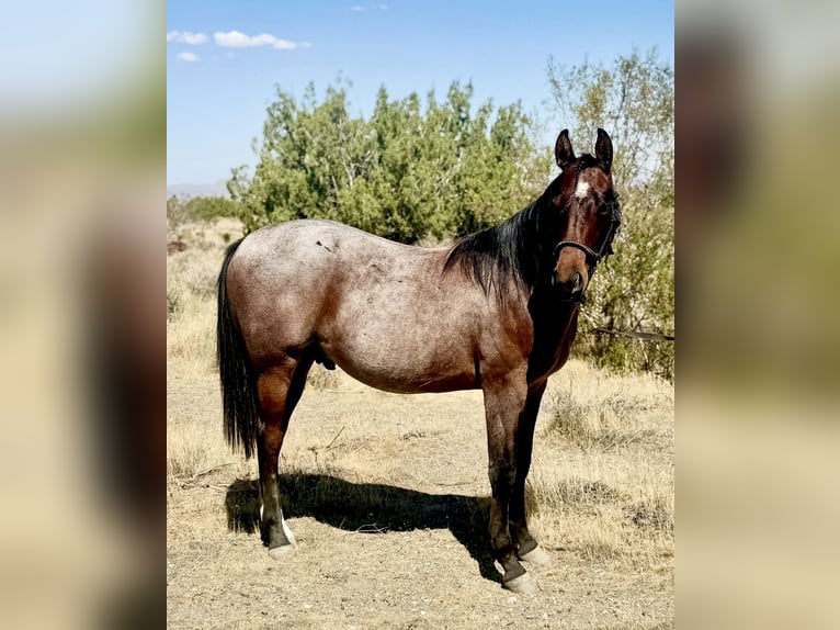 American Quarter Horse Hengst 1 Jaar Roan-Bay in Phelan, CA