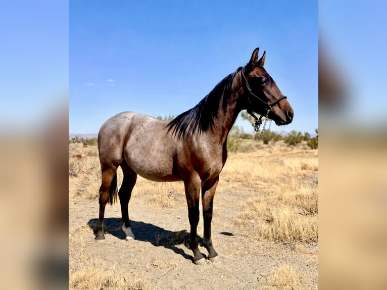 American Quarter Horse Hengst 1 Jaar Roan-Bay in Phelan, CA