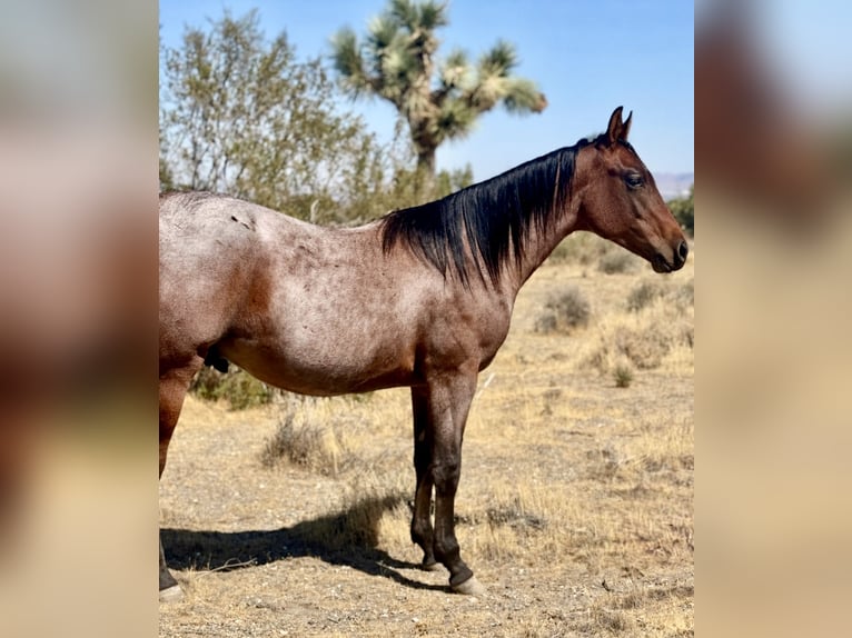 American Quarter Horse Hengst 1 Jaar Roan-Bay in Phelan, CA