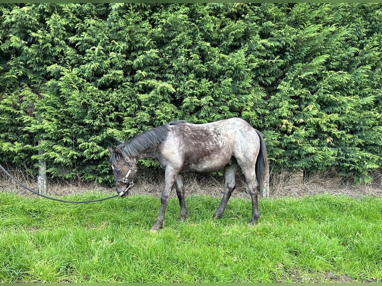 American Quarter Horse Hengst 1 Jaar Roan-Blue in Herselt
